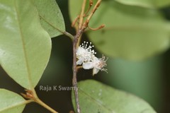 Meteoromyrtus wynaadensis